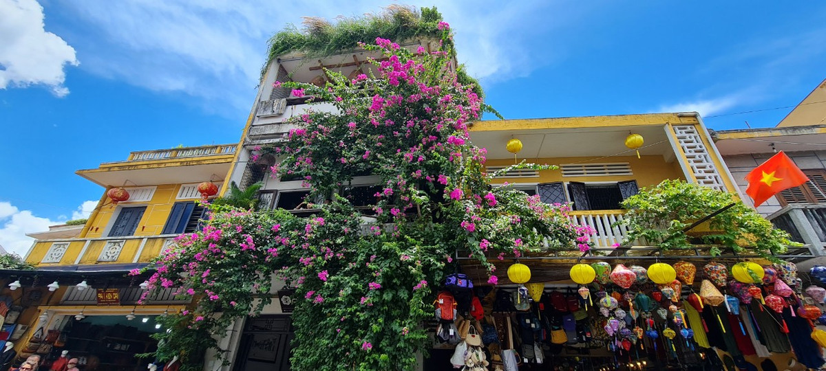 Người dân nơi đây cho biết, hoa giấy được trồng nhiều ở Hội An là do chúng khá hợp với thời tiết, khí hậu của miền Trung.