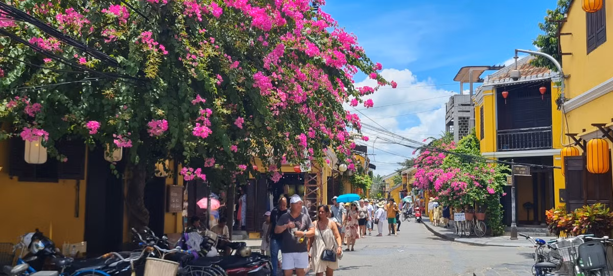 Vào thời gian này, Hội An - nơi từng lọt top 10 thị trấn đẹp nhất thế giới, như khoác lên mình chiếc áo mới với những giàn hoa giấy rực rỡ “hớp hồn” biết bao du khách.