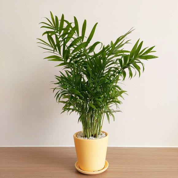  Cây cau tiểu trâm: Cây cau tiểu trâm giúp loại bỏ khí hại trong phòng và còn có những lợi ích phong thủy tốt đẹp cho người mệnh Mộc.