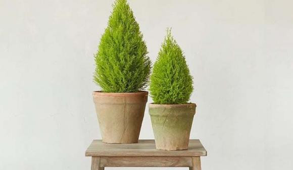  Cây tùng thơm: Cây tùng thơm giúp con đường sự nghiệp của người mệnh Mộc nhiều may mắn hơn, được nhiều người giúp đỡ và ngày càng thăng tiến.