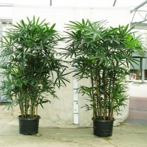  Cây trúc Nhật: Cây trúc Nhật tượng trưng cho sự thanh cao, mạnh mẽ cùng hình ảnh luôn vươn lên mỗi ngày nên rất phù hợp cho người mệnh Mộc.