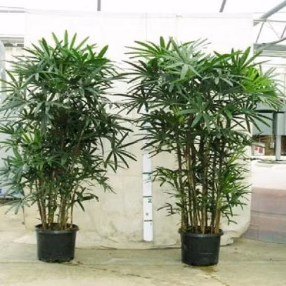  Cây trúc Nhật: Cây trúc Nhật tượng trưng cho sự thanh cao, mạnh mẽ cùng hình ảnh luôn vươn lên mỗi ngày nên rất phù hợp cho người mệnh Mộc.