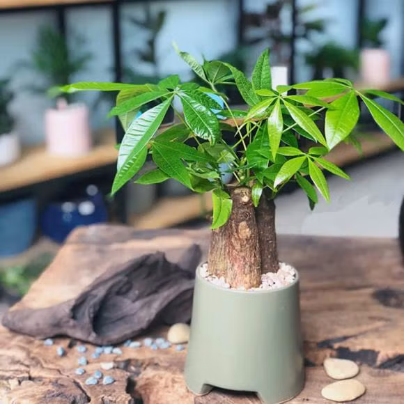  Cây kim ngân: Cây kim ngân có dáng nhỏ nên rất phù hợp để làm loại cây cảnh để bàn cho người mệnh Mộc. Lá cây có màu xanh mướt, mang lại nhiều may mắn cho người mệnh Mộc.