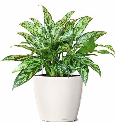  Cây ngân hậu: Cây có lá màu xanh, có đốm màu trắng nhạt. Khi người mệnh Mộc trồng cây này sẽ giúp mang tới nhiều điều tốt lành, bình an cho cả gia đình.