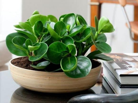  Cây trường sinh: Mang ý nghĩa là mãi mãi trường tồn, đặt 1 chậu cây trường sinh trong nhà sẽ giúp người mệnh Mộc nhiều may mắn, thịnh vượng và có nhiều lộc khí.