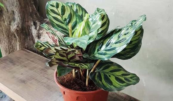  Cây đuôi công xanh: Cây mang đến nhiều may mắn, cát lợi, hạnh phúc và sự vui vẻ cho gia chủ, đặc biệt là những người thuộc mệnh Mộc.