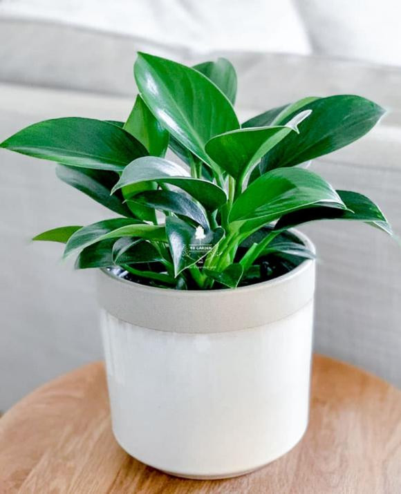  Cây trầu bà đế vương xanh: Cây có thể lọc không khí, ô nhiễm từ môi trường. Trong phong thủy, cây có thể xua đuổi tà ma, loại bỏ chướng khí, giúp cuộc sống thoải mái hơn.