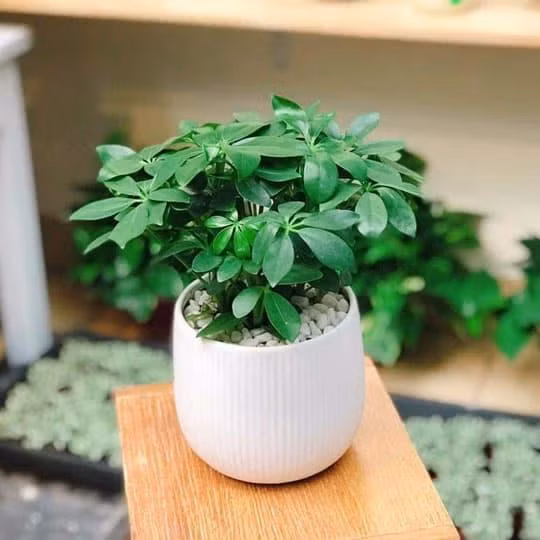  Cây ngũ gia bì xanh: Ngoài ý nghĩa phong thủy tốt cho người mệnh Mộc, cây ngũ gia bì xanh còn giúp xua đuổi côn trùng, mang lại không gian sống thoải mái, thư giãn.