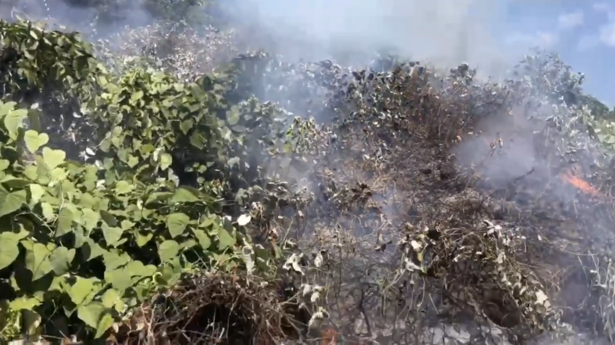 Ước tính ban đầu, diện tích cháy khoảng 0,7 ha. Cây bị cháy là cây bụi, lau lách, không gây thiệt hại về tài sản.