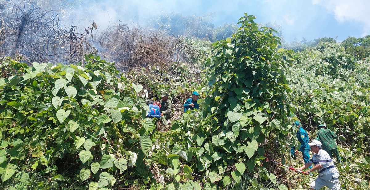 Do điểm cháy có địa hình triền dốc, sát bờ biển, xe chữa cháy không thể tiếp cận, lực lượng chức năng phải chữa cháy thủ công, dùng máy thổi gió, dao rựa để phát quang, tạo "đường băng trắng" ngăn lửa cháy lan.