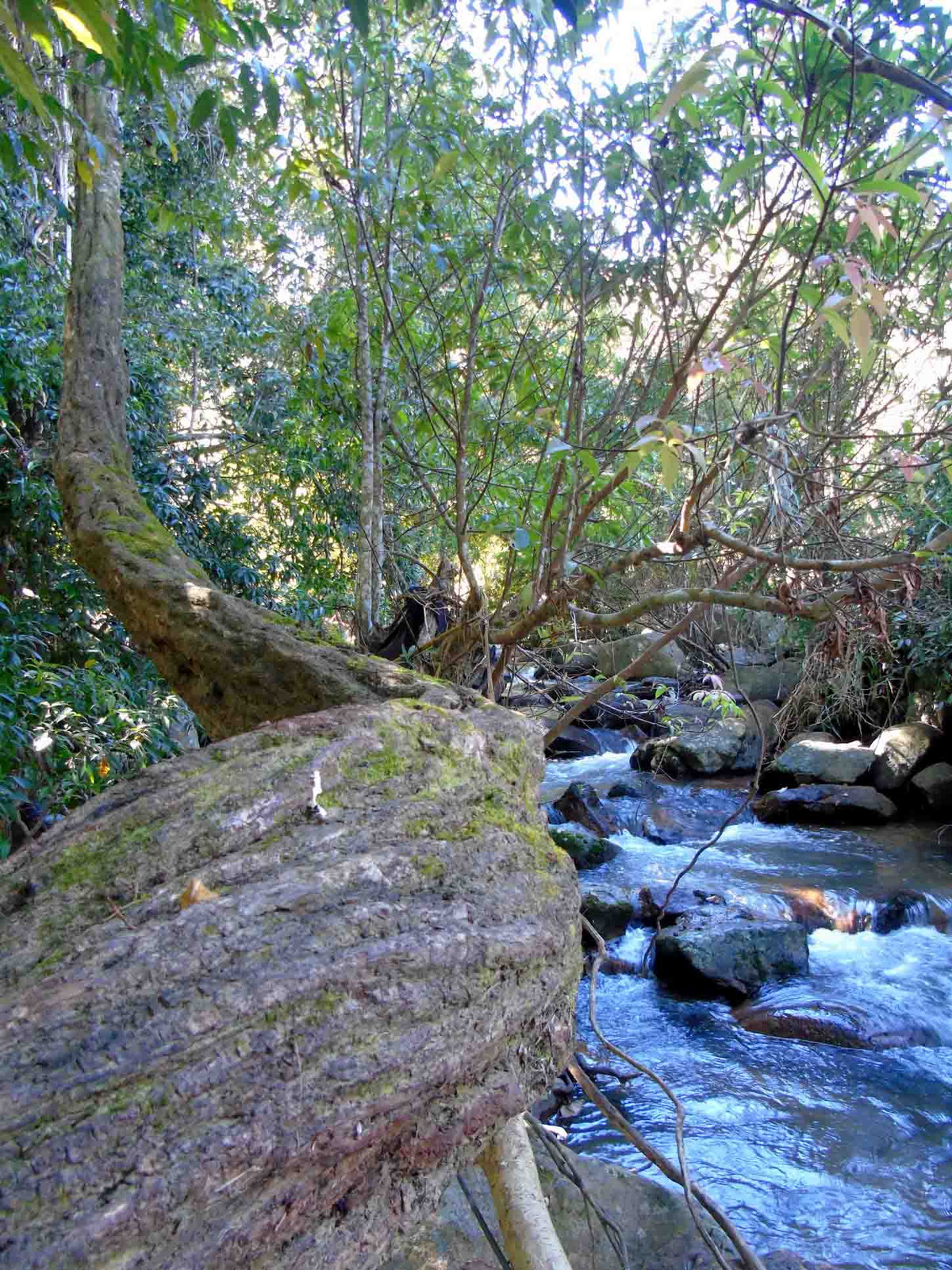 Suối Hòa Bình nổi bật với dòng nước trắng xóa và khu rừng xanh mát xung quanh. Ảnh: Nguyễn Hữu Khoa