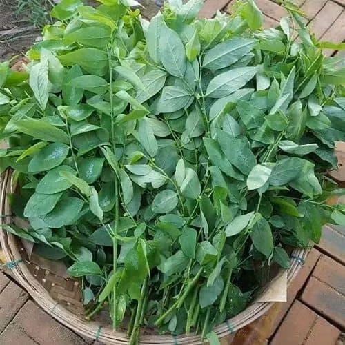 Meo de rau ngot 10 ngay van tuoi, giu nguyen duong chat