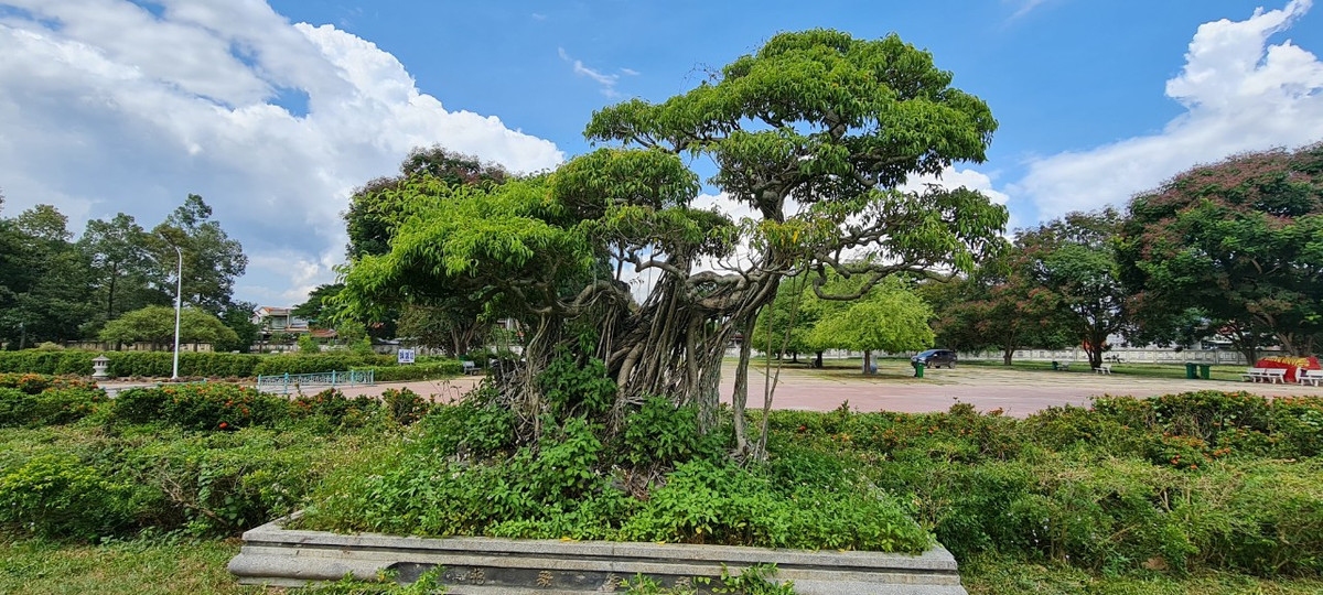 Những chậu bon sai "vô giá" trong khuôn viên bảo tàng.