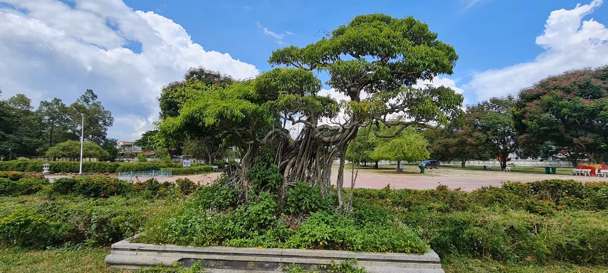 Những chậu bon sai "vô giá" trong khuôn viên bảo tàng.
