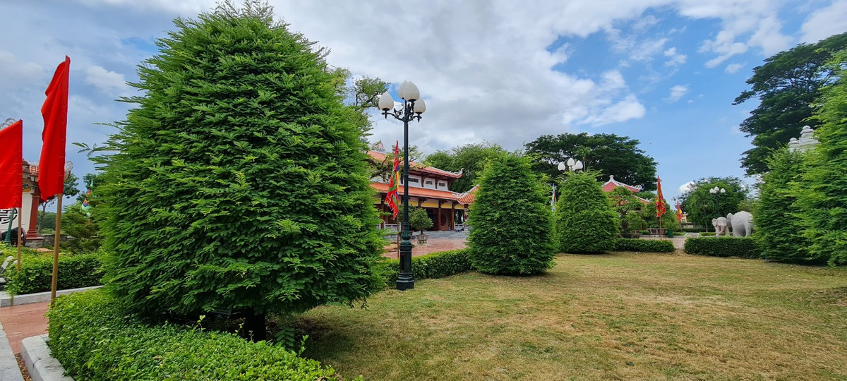 Me được bố trí dọc các lối đi trong khuôn viên bảo tàng.