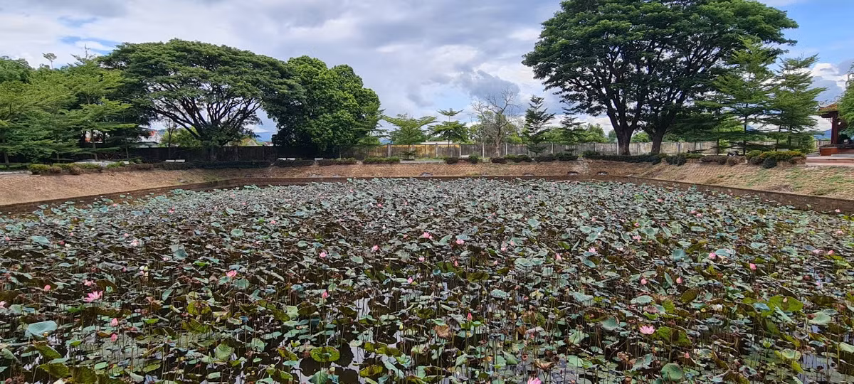 Hồ sen tuyệt đẹp, là nơi check in yêu thích của du khách khi đến thăm Bảo tàng.