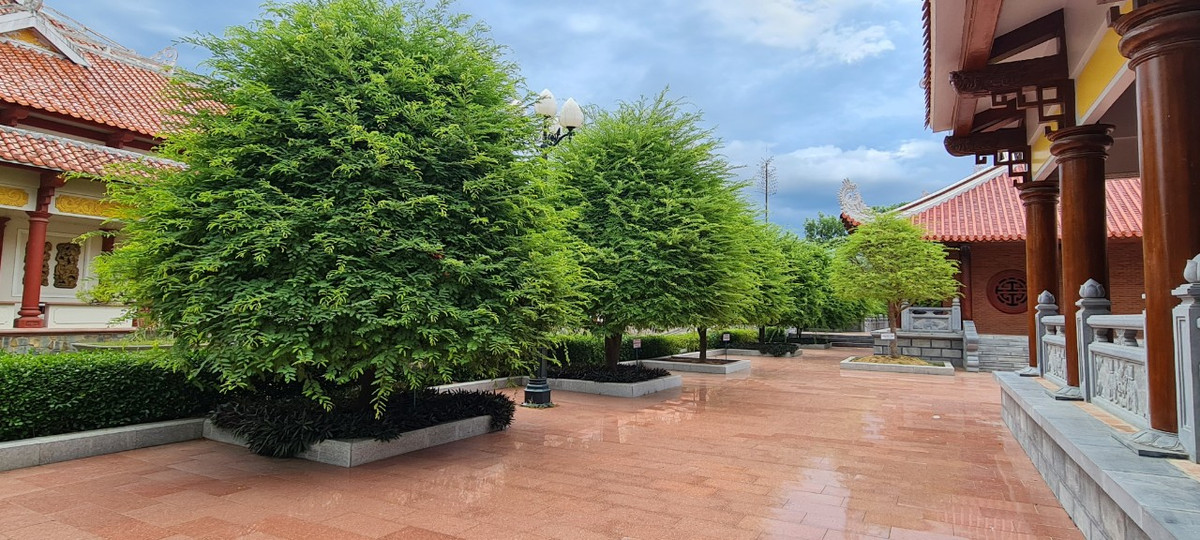 Me cũng là loài cây xuất hiện nhiều nhất trong khuôn viên Bảo tàng Quang Trung.