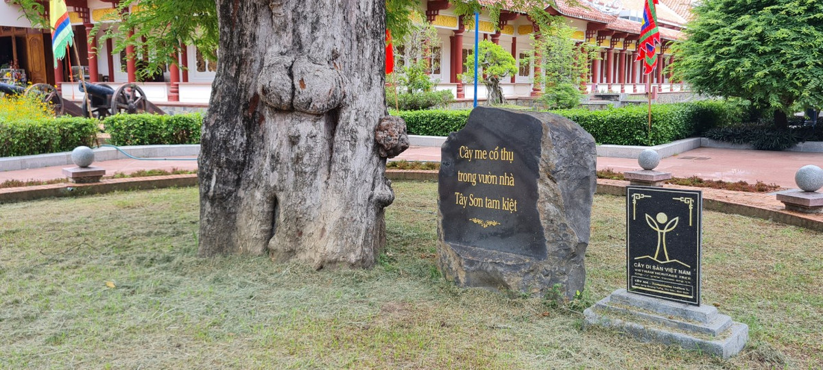 Cây me cổ thụ cao khoảng 24m, đường kính thân 1,2m, đường kính gốc 3,9m, tán lá che phủ hơn 600m²…và đã được Hội Bảo vệ thiên nhiên và môi trường Việt Nam cấp bằng công nhận cây di sản năm 2011. Đây là cây cổ thụ đầu tiên và duy nhất ở Bình Định được công nhận cây di sản.