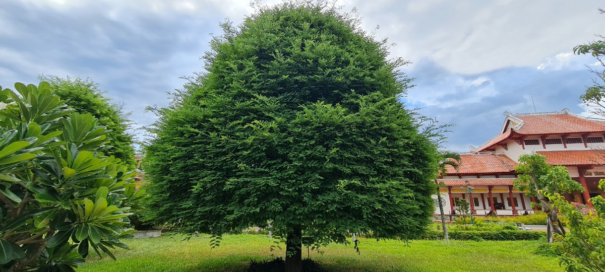 Những cây me xanh tốt được tạo hình đẹp mắt, thu hút sự chú ý của đông đảo du khách.