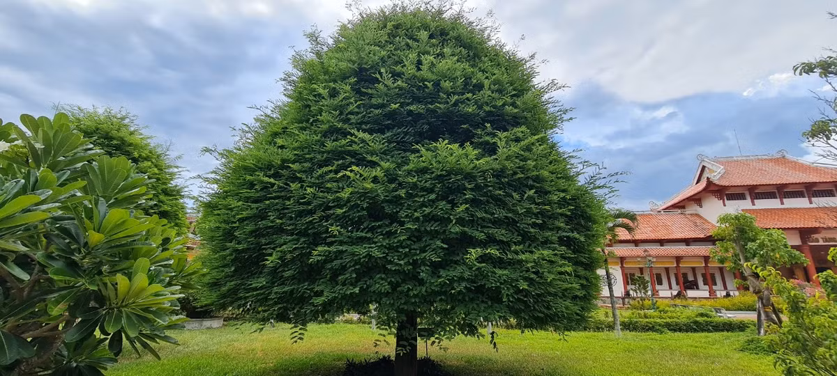 Những cây me xanh tốt được tạo hình đẹp mắt, thu hút sự chú ý của đông đảo du khách.
