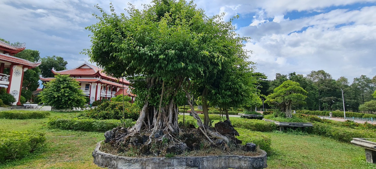 Các loại cây cảnh nghệ thuật nổi tiếng của miền đất võ cũng quy tụ về đây.