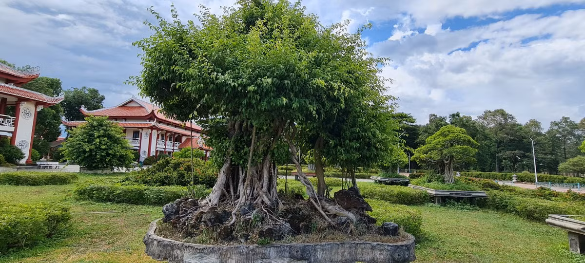 Các loại cây cảnh nghệ thuật nổi tiếng của miền đất võ cũng quy tụ về đây.