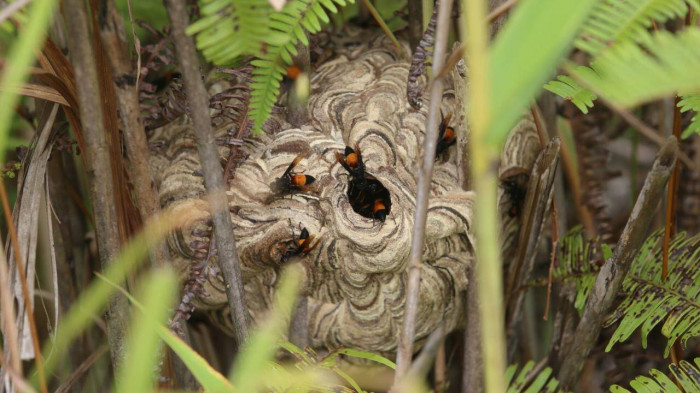 Theo chân người đàn ông vào rừng tìm ong vò vẽ, kiếm hàng chục triệu Theo chan nguoi dan ong vao rung tim ong vo ve, kiem hang chuc trieu