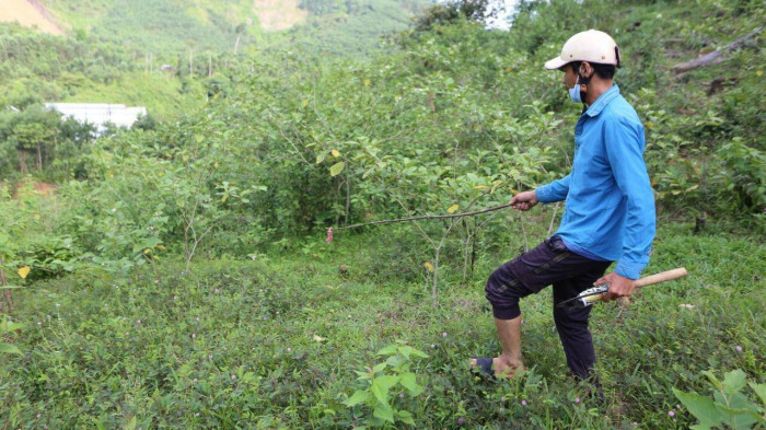 Theo chân người đàn ông vào rừng tìm ong vò vẽ, kiếm hàng chục triệu - Hình 4 Theo chan nguoi dan ong vao rung tim ong vo ve, kiem hang chuc trieu-Hinh-4