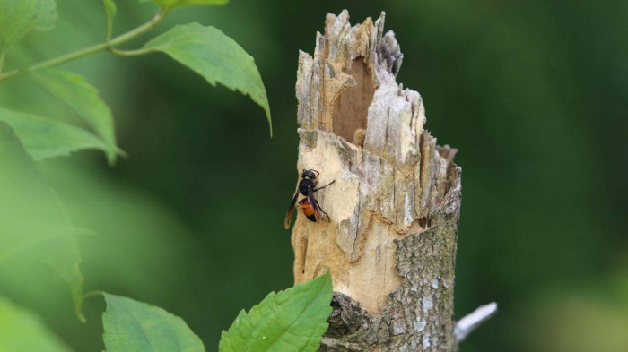 Theo chân người đàn ông vào rừng tìm ong vò vẽ, kiếm hàng chục triệu - Hình 2 Theo chan nguoi dan ong vao rung tim ong vo ve, kiem hang chuc trieu-Hinh-2