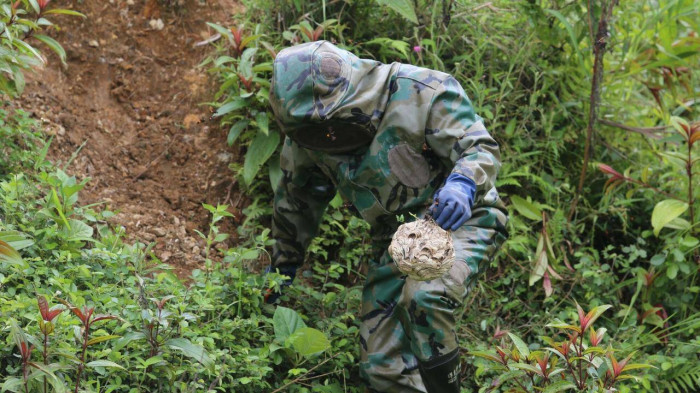 Theo chân người đàn ông vào rừng tìm ong vò vẽ, kiếm hàng chục triệu - Hình 5 Theo chan nguoi dan ong vao rung tim ong vo ve, kiem hang chuc trieu-Hinh-5