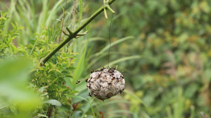 Theo chân người đàn ông vào rừng tìm ong vò vẽ, kiếm hàng chục triệu - Hình 7 Theo chan nguoi dan ong vao rung tim ong vo ve, kiem hang chuc trieu-Hinh-7