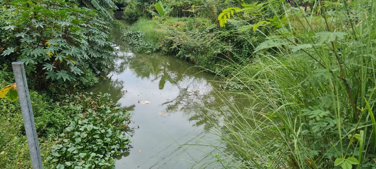 Giữa khu dân cư là con mương dẫn nước thải đổ ra sông Cẩm Lệ, quanh năm bốc mùi hôi thối, cỏ dại ngút ngàn.