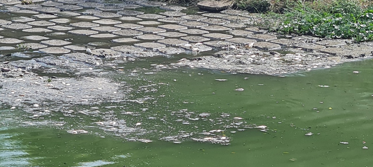 Những ngày qua, cá chết nổi lềnh bềnh dày đặc trên kênh, cạnh Trạm xử lý nước thải Phú Lộc.