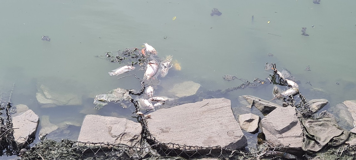 Cá chết dạt vào hai bên bờ kênh, chủ yếu là cá rô phi.