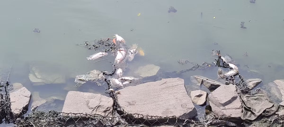 Cá chết dạt vào hai bên bờ kênh, chủ yếu là cá rô phi.