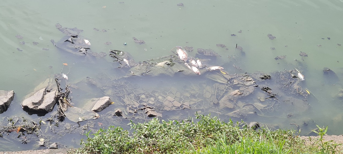 Anh T., một người dân sống gần đó cho biết: "Cá chết nổi trên mặt kênh mấy ngày nay nhưng chưa thấy ai đi thu gom. Không hiểu sao ngay cạnh trạm xử lý nước thải mà nước lại ô nhiễm nặng. Khu vực này nhiều cá nên buổi chiều người ta đến đây câu cá đông lắm, nhưng từ khi cá chết đầy kênh, không ai dám tới câu nữa".