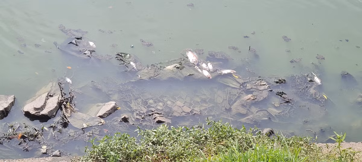 Anh T., một người dân sống gần đó cho biết: "Cá chết nổi trên mặt kênh mấy ngày nay nhưng chưa thấy ai đi thu gom. Không hiểu sao ngay cạnh trạm xử lý nước thải mà nước lại ô nhiễm nặng. Khu vực này nhiều cá nên buổi chiều người ta đến đây câu cá đông lắm, nhưng từ khi cá chết đầy kênh, không ai dám tới câu nữa".