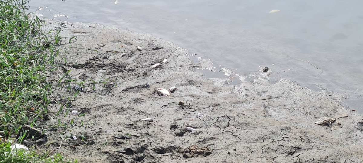 Nhiều đoạn nước cạn, lượng cá chết không được thu gom đã bắt đầu bốc mùi hôi.