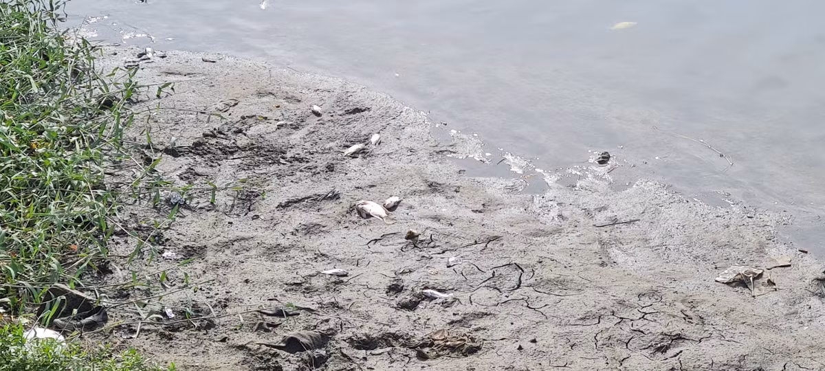 Nhiều đoạn nước cạn, lượng cá chết không được thu gom đã bắt đầu bốc mùi hôi.