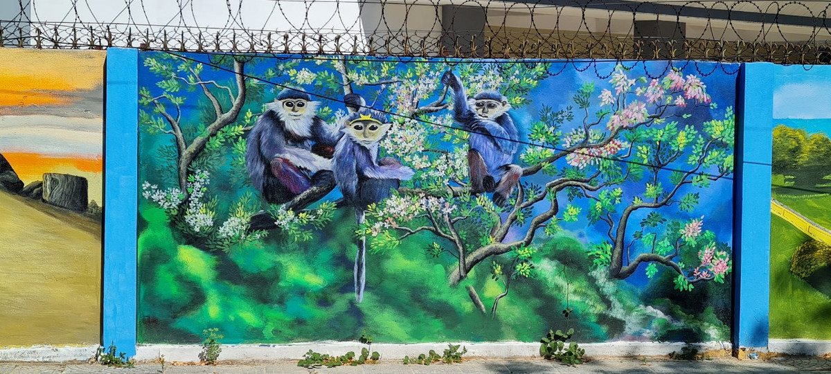 Nhắc đến Sơn Trà, không thể không nhắc đến Voọc chà vá chân nâu -“nữ hoàng” của các loài linh trưởng, và được xem là biểu tượng mới của Đà Nẵng.