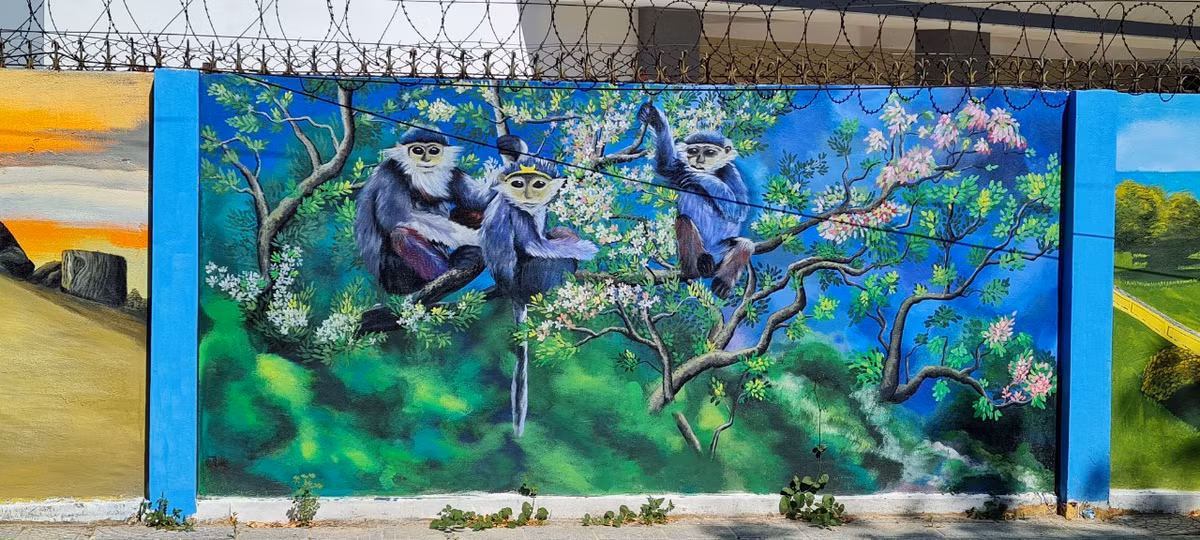 Nhắc đến Sơn Trà, không thể không nhắc đến Voọc chà vá chân nâu -“nữ hoàng” của các loài linh trưởng, và được xem là biểu tượng mới của Đà Nẵng.