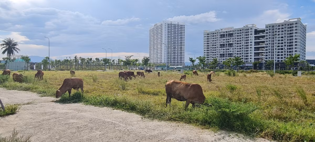 Được giới thiệu là dự án có vị trí tuyệt đẹp ” Đất phú- Trời an ” khi vừa sở hữu mặt tiền sông Cổ Cò thơ mộng, lại phi thẳng ra bãi tắm Biển Đông, ngay cạnh FPT Plaza, giá đất nền tại Khu đô thị FPT Đà Nẵng hiện đã giảm gần "chạm đáy" nhưng vẫn không có giao dịch.