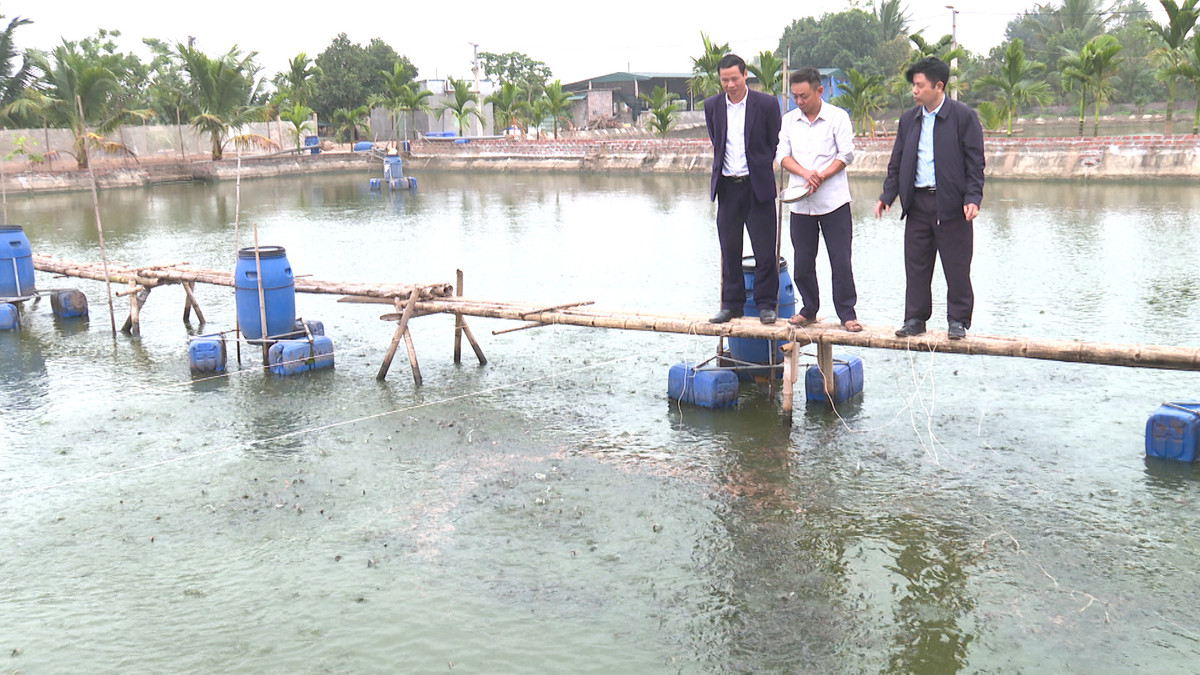 Nông dân Thái Bình nuôi loại cá bổ dưỡng lãi 200 triệu/năm Nong dan Thai Binh nuoi loai ca bo duong lai 200 trieu/nam