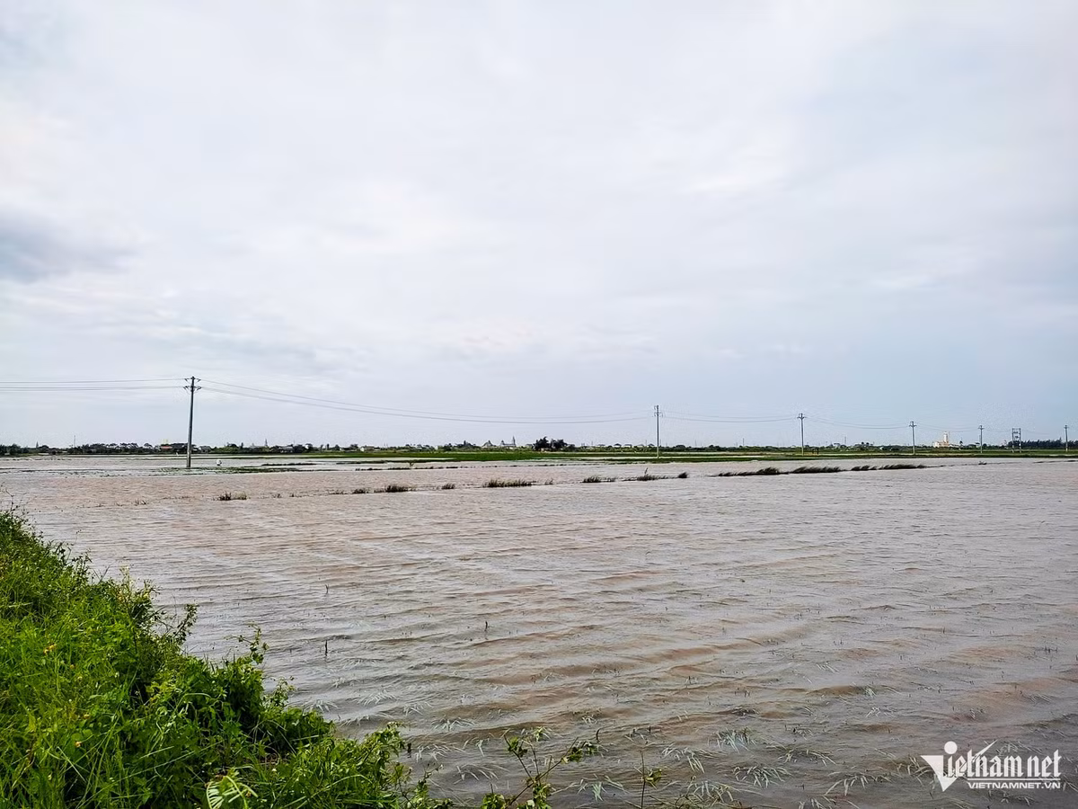 Ngành nông nghiệp thiệt hại nặng nề do bão số 3 - Hình 2 Nganh nong nghiep thiet hai nang ne do bao so 3-Hinh-2