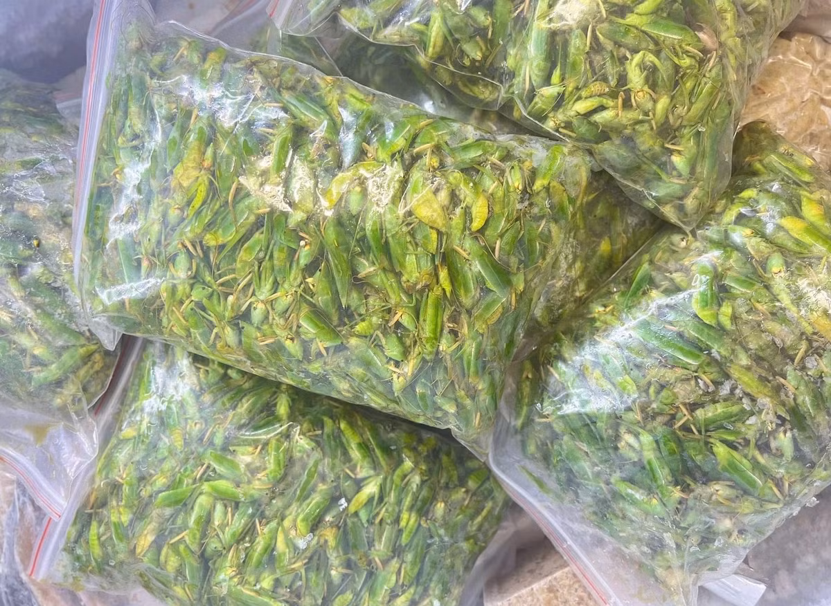 ‘Top mo xanh’ 800 nghin/kg van dat hang