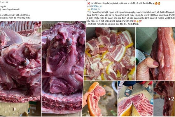 “Sốc” vì thịt heo rừng giá chưa đến 100.000 đồng/kg “Soc” vi thit heo rung gia chua den 100.000 dong/kg