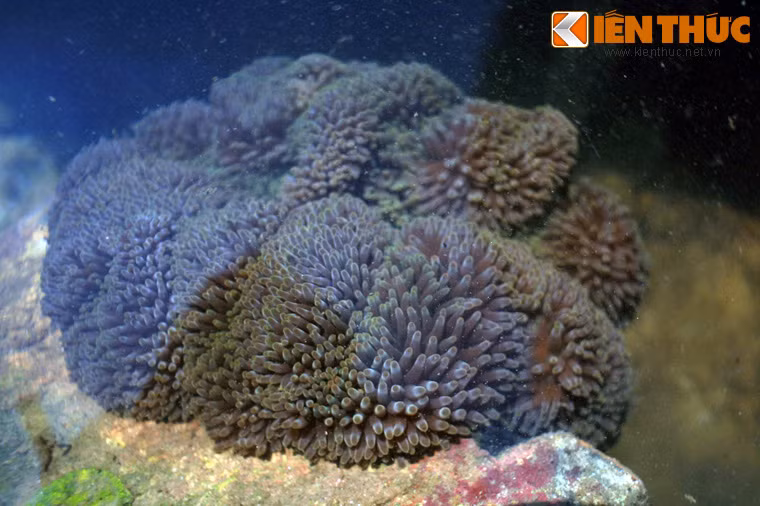  6. Công viên san hô duy nhất Việt Nam. Công viên san hô Namaste nằm ở mũi Kỳ Lân, được xây dựng dựa trên sự chuyển giao công nghệ và kinh nghiệm từ các khu bảo tồn biển nổi tiếng thế giới. Ở đây, du khách sẽ được trải nghiệm loại hình du lịch độc đáo: Đi bộ ngắm san hô dưới đáy biển.