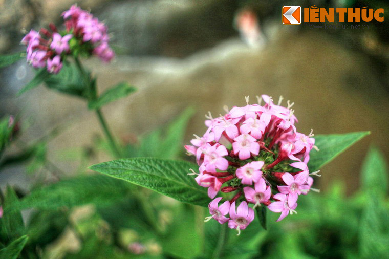 Hai bên thác là những vườn hoa với nhiều loài hoa khoe sắc rực rỡ quanh năm.