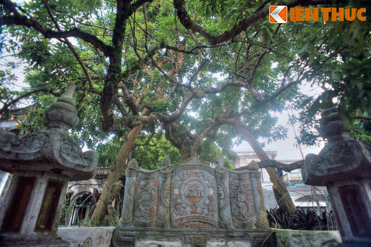 Trước kia, thân cây nhãn Tổ rất to, ba người lớn ôm chưa hết. Vào năm 1947, một cơn bão lớn quét qua địa phương, cây bị gãy mất một nửa do thân cây vốn đã mục ruỗng theo thời gian. Chỉ còn một nhánh cây được giữ lại, chính là cây nhãn được biết đến ngày nay.