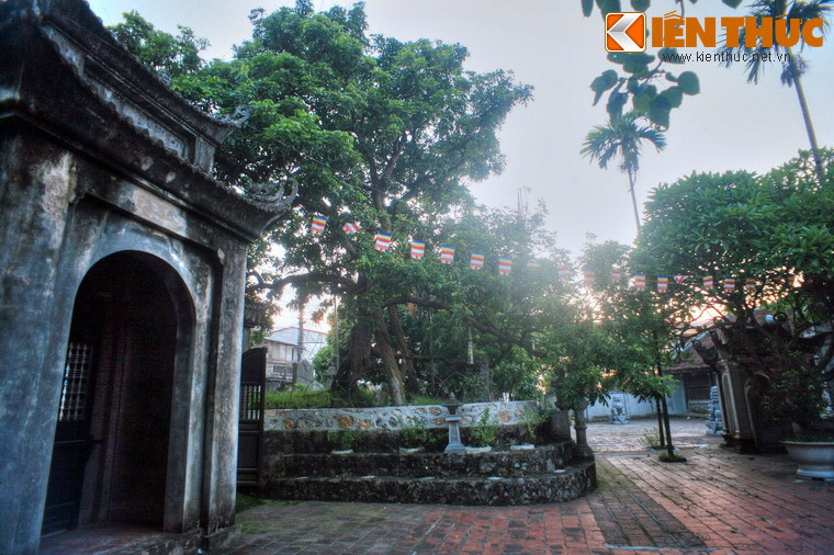 Sau nhiều thăng trầm lịch sử, cây nhãn Tổ của Hưng Yên vẫn ra quả đều đặn mỗi mùa. Mặc dù bây giờ quả không to như xua, cùi không dày và ngọt như các giống nhãn mới, nhưng ai cũng muốn được nếm thử hương vị của giống nhãn đã lưu danh sử sách này.